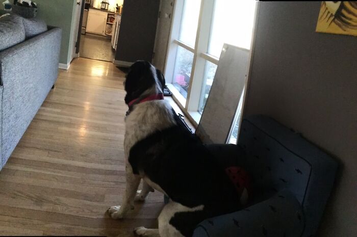 Hey Pandas Show A Pic Of What Your Pet Is Doing Right Now (Closed) Hey Pandas Show A Pic Of What Your Pet Is Doing Right Now (Closed)