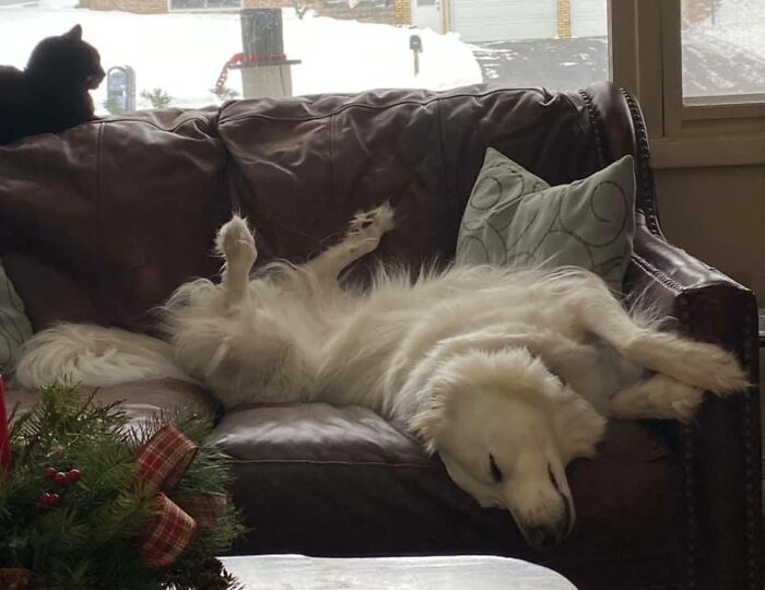 Hey Pandas Show A Pic Of What Your Pet Is Doing Right Now (Closed) Hey Pandas Show A Pic Of What Your Pet Is Doing Right Now (Closed)