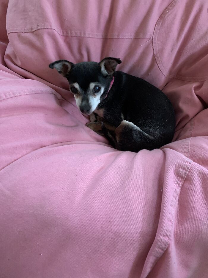 Hey Pandas Show A Pic Of What Your Pet Is Doing Right Now (Closed) Hey Pandas Show A Pic Of What Your Pet Is Doing Right Now (Closed)