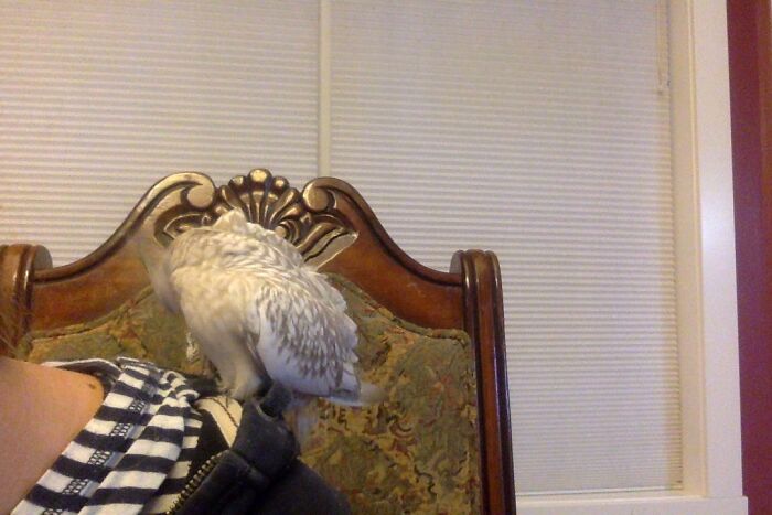 Hey Pandas Show A Pic Of What Your Pet Is Doing Right Now (Closed) Hey Pandas Show A Pic Of What Your Pet Is Doing Right Now (Closed)