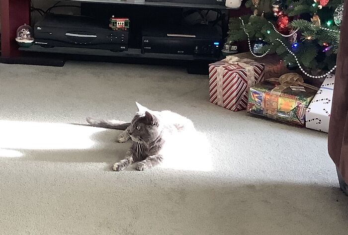 Hey Pandas Show A Pic Of What Your Pet Is Doing Right Now (Closed) Hey Pandas Show A Pic Of What Your Pet Is Doing Right Now (Closed)