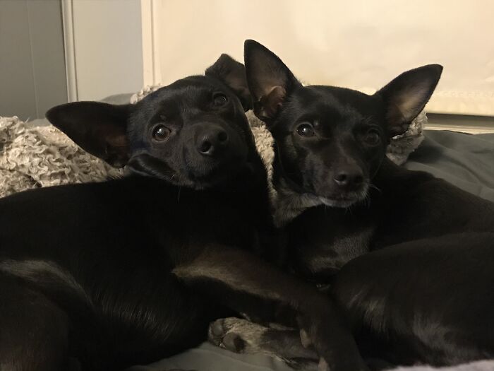 Hey Pandas Show A Pic Of What Your Pet Is Doing Right Now (Closed) Hey Pandas Show A Pic Of What Your Pet Is Doing Right Now (Closed)