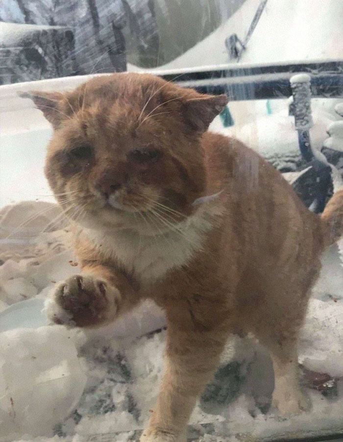 Sick And Cold Stray Cat Knocks On Woman&#8217;s Window Asking To Be Let In