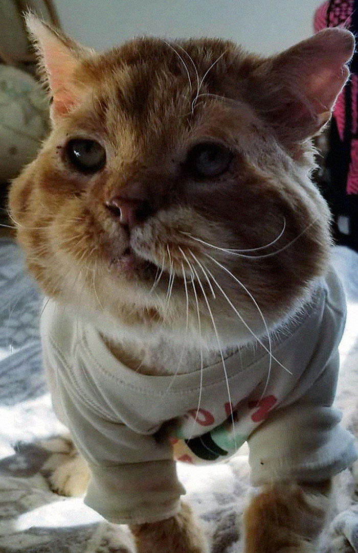 Sick And Cold Stray Cat Knocks On Woman&#8217;s Window Asking To Be Let In