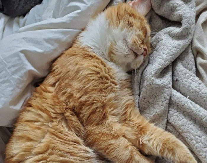 Sick And Cold Stray Cat Knocks On Woman&#8217;s Window Asking To Be Let In