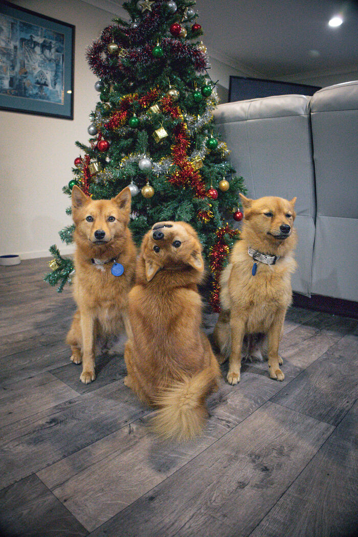 ‘We All Have This Friend’: Puppy Keeps Hilariously “Ruining” Group Photos, Goes Viral (15 Pics) ‘We All Have This Friend’: Puppy Keeps Hilariously “Ruining” Group Photos, Goes Viral (15 Pics)