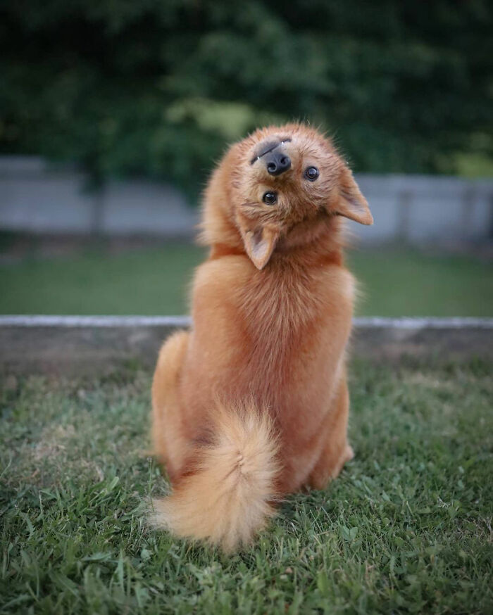 ‘We All Have This Friend’: Puppy Keeps Hilariously “Ruining” Group Photos, Goes Viral (15 Pics) ‘We All Have This Friend’: Puppy Keeps Hilariously “Ruining” Group Photos, Goes Viral (15 Pics)