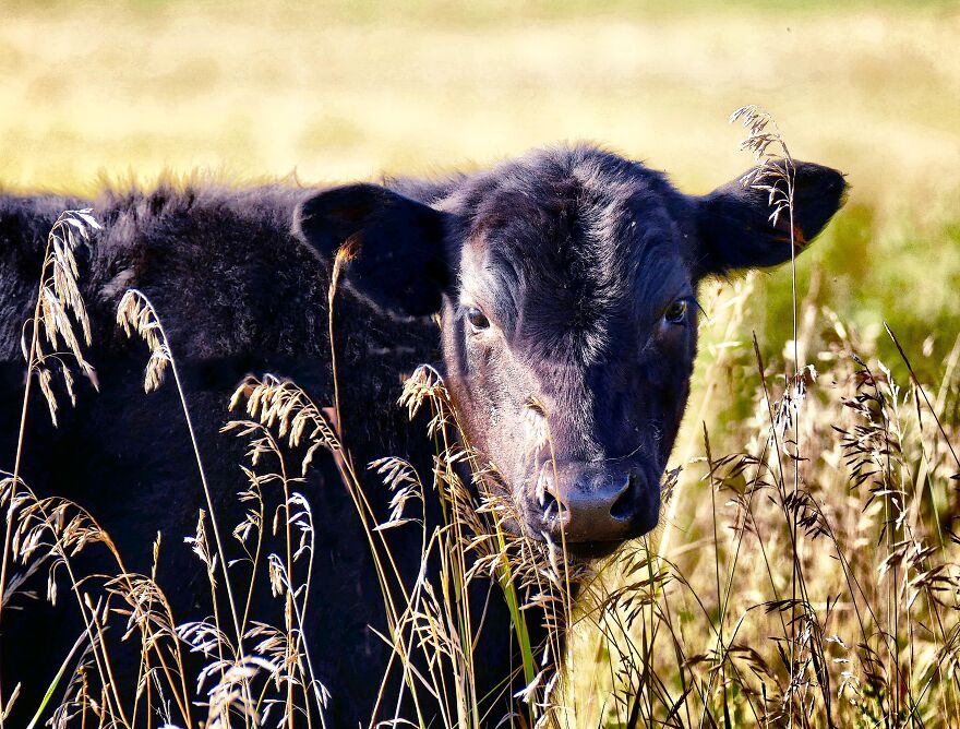 My Road Trips In And Around Alberta (40 Pics)