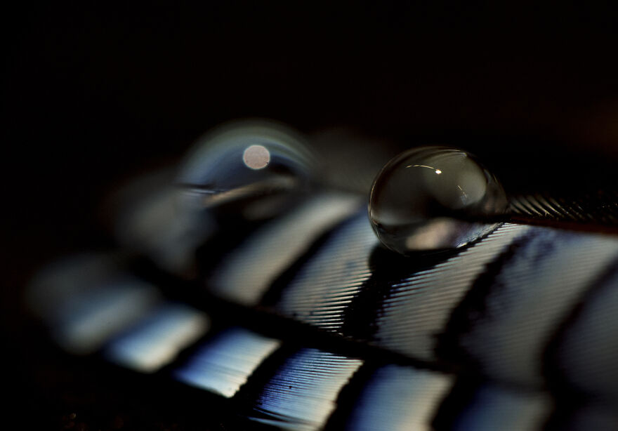 I’ve Been Photographing Gorgeous Jays In My Garden For The Past Years And I’ve Learned To Tell Them Apart By Their Black And Blue “Barcodes” I’ve Been Photographing Gorgeous Jays In My Garden For The Past Years And I’ve Learned To Tell Them Apart By Their Black And Blue “Barcodes”