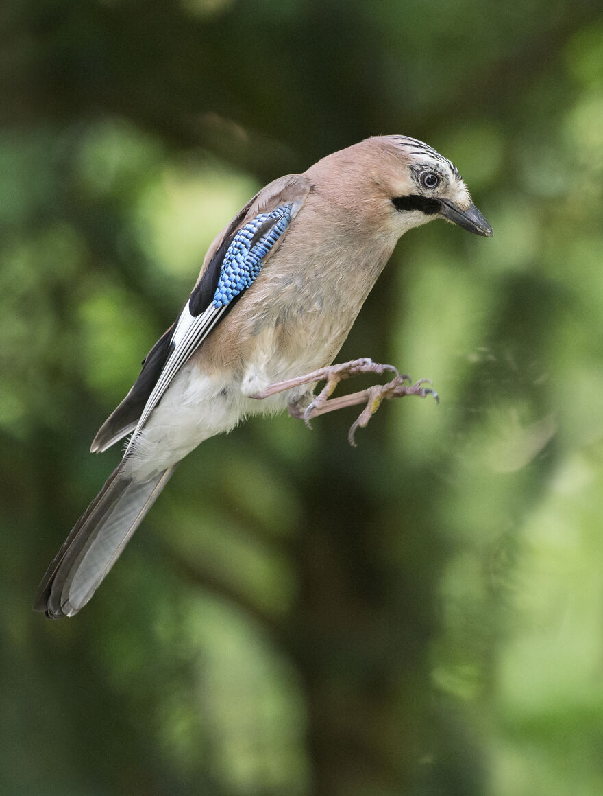 I’ve Been Photographing Gorgeous Jays In My Garden For The Past Years And I’ve Learned To Tell Them Apart By Their Black And Blue “Barcodes” I’ve Been Photographing Gorgeous Jays In My Garden For The Past Years And I’ve Learned To Tell Them Apart By Their Black And Blue “Barcodes”