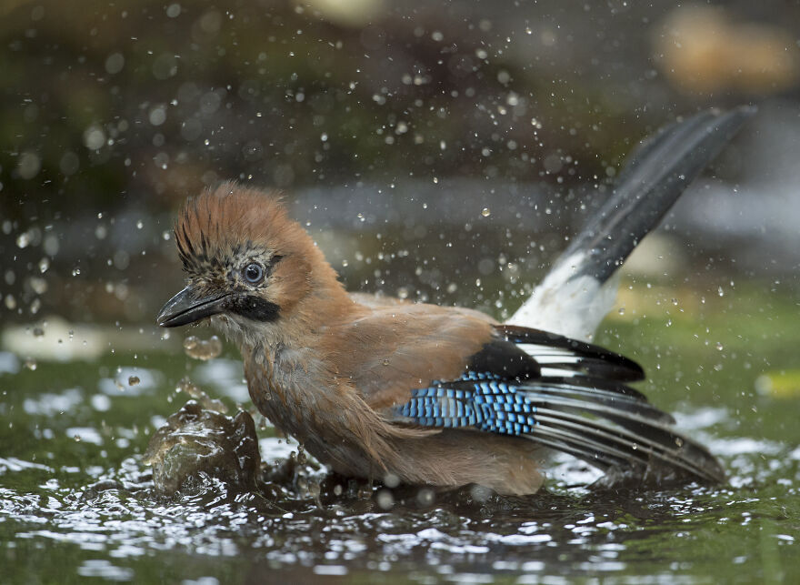 I’ve Been Photographing Gorgeous Jays In My Garden For The Past Years And I’ve Learned To Tell Them Apart By Their Black And Blue “Barcodes” I’ve Been Photographing Gorgeous Jays In My Garden For The Past Years And I’ve Learned To Tell Them Apart By Their Black And Blue “Barcodes”