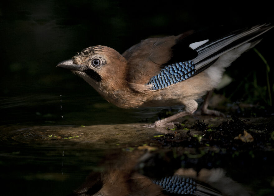 I’ve Been Photographing Gorgeous Jays In My Garden For The Past Years And I’ve Learned To Tell Them Apart By Their Black And Blue “Barcodes” I’ve Been Photographing Gorgeous Jays In My Garden For The Past Years And I’ve Learned To Tell Them Apart By Their Black And Blue “Barcodes”