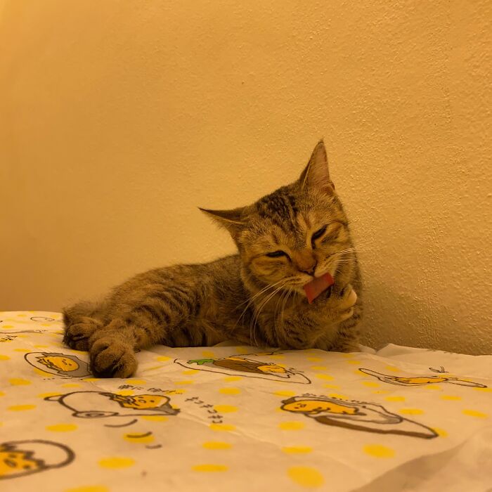 Hey Pandas, What Did You Get For Christmas? (Closed) Hey Pandas, What Did You Get For Christmas? (Closed)