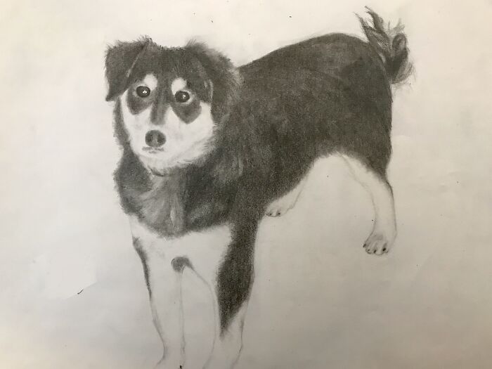 Hey Pandas, Draw Your Pet And Post It Here (Closed)