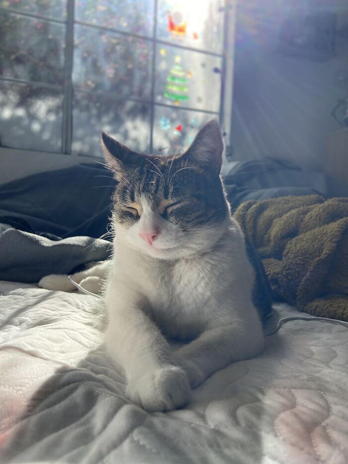 Meet China, The Kleptomaniac Cat Who Steals Stuff From Neighbors And Brings These ‘Gifts’ To Her Owners Meet China, The Kleptomaniac Cat Who Steals Stuff From Neighbors And Brings These ‘Gifts’ To Her Owners