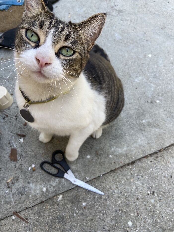 Meet China, The Kleptomaniac Cat Who Steals Stuff From Neighbors And Brings These ‘Gifts’ To Her Owners Meet China, The Kleptomaniac Cat Who Steals Stuff From Neighbors And Brings These ‘Gifts’ To Her Owners