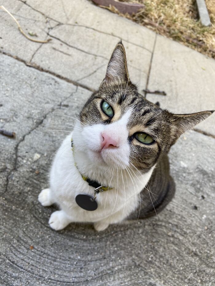 Meet China, The Kleptomaniac Cat Who Steals Stuff From Neighbors And Brings These ‘Gifts’ To Her Owners Meet China, The Kleptomaniac Cat Who Steals Stuff From Neighbors And Brings These ‘Gifts’ To Her Owners