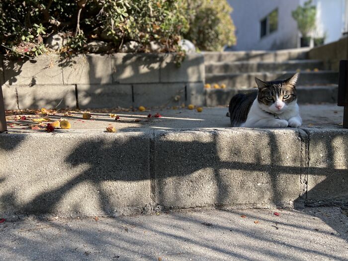 Meet China, The Kleptomaniac Cat Who Steals Stuff From Neighbors And Brings These ‘Gifts’ To Her Owners Meet China, The Kleptomaniac Cat Who Steals Stuff From Neighbors And Brings These ‘Gifts’ To Her Owners