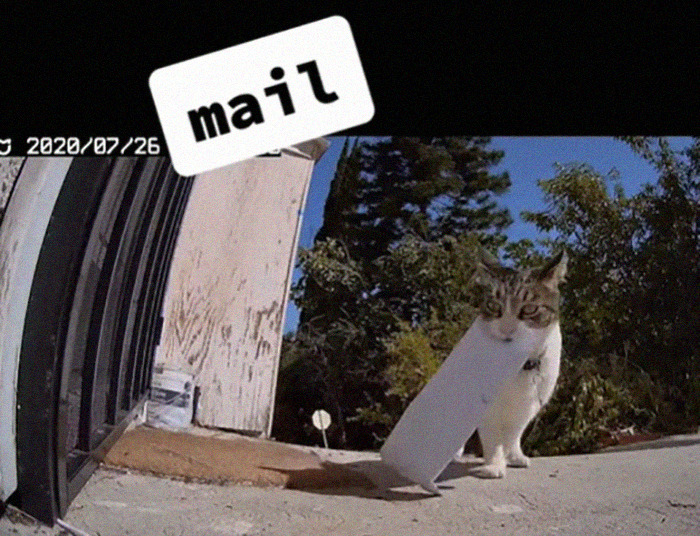 Meet China, The Kleptomaniac Cat Who Steals Stuff From Neighbors And Brings These ‘Gifts’ To Her Owners Meet China, The Kleptomaniac Cat Who Steals Stuff From Neighbors And Brings These ‘Gifts’ To Her Owners