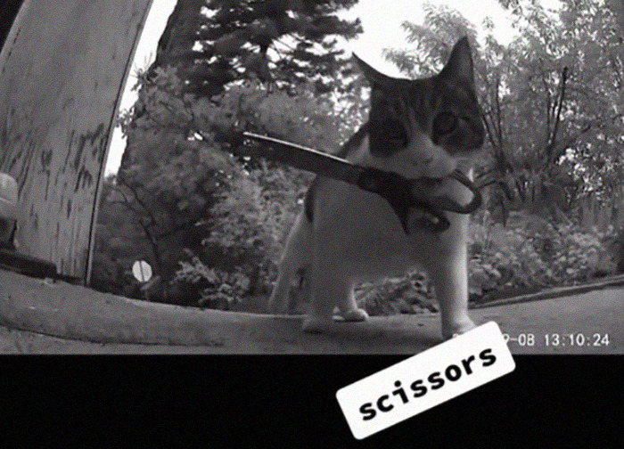 Meet China, The Kleptomaniac Cat Who Steals Stuff From Neighbors And Brings These ‘Gifts’ To Her Owners Meet China, The Kleptomaniac Cat Who Steals Stuff From Neighbors And Brings These ‘Gifts’ To Her Owners