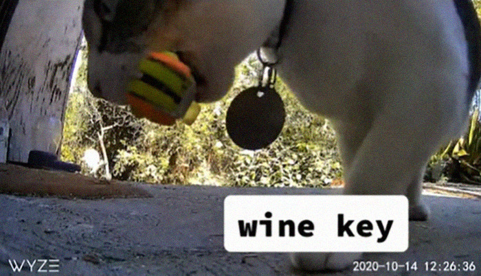 Meet China, The Kleptomaniac Cat Who Steals Stuff From Neighbors And Brings These ‘Gifts’ To Her Owners Meet China, The Kleptomaniac Cat Who Steals Stuff From Neighbors And Brings These ‘Gifts’ To Her Owners