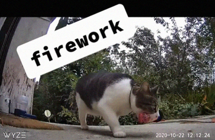 Meet China, The Kleptomaniac Cat Who Steals Stuff From Neighbors And Brings These ‘Gifts’ To Her Owners Meet China, The Kleptomaniac Cat Who Steals Stuff From Neighbors And Brings These ‘Gifts’ To Her Owners