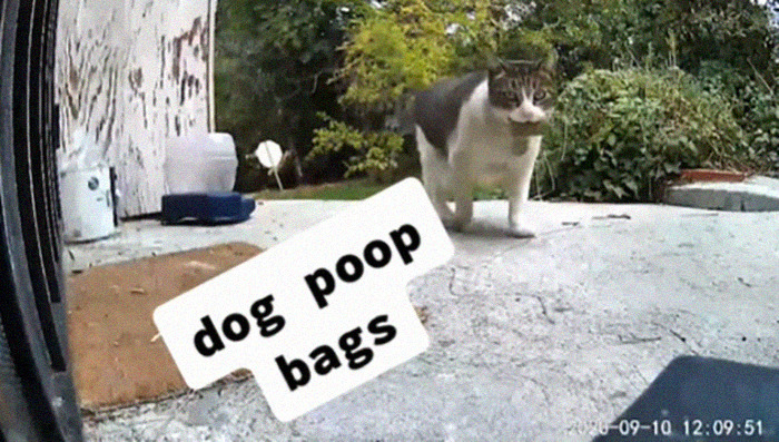 Meet China, The Kleptomaniac Cat Who Steals Stuff From Neighbors And Brings These ‘Gifts’ To Her Owners Meet China, The Kleptomaniac Cat Who Steals Stuff From Neighbors And Brings These ‘Gifts’ To Her Owners