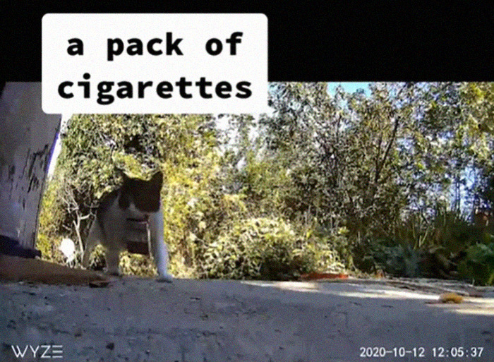 Meet China, The Kleptomaniac Cat Who Steals Stuff From Neighbors And Brings These ‘Gifts’ To Her Owners Meet China, The Kleptomaniac Cat Who Steals Stuff From Neighbors And Brings These ‘Gifts’ To Her Owners