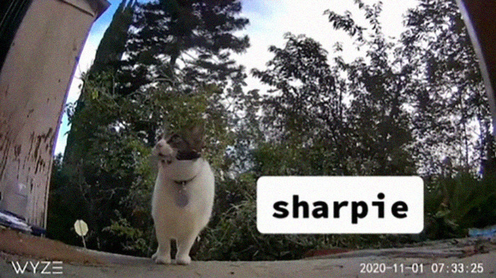 Meet China, The Kleptomaniac Cat Who Steals Stuff From Neighbors And Brings These ‘Gifts’ To Her Owners Meet China, The Kleptomaniac Cat Who Steals Stuff From Neighbors And Brings These ‘Gifts’ To Her Owners