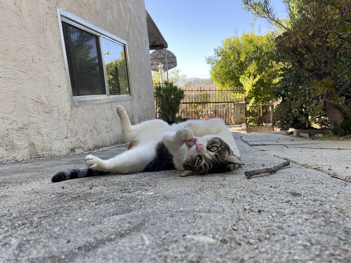 Meet China, The Kleptomaniac Cat Who Steals Stuff From Neighbors And Brings These ‘Gifts’ To Her Owners Meet China, The Kleptomaniac Cat Who Steals Stuff From Neighbors And Brings These ‘Gifts’ To Her Owners
