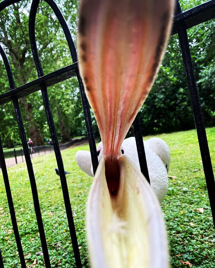 This Facebook Group Is Dedicated To Crappy Wildlife Photos That Are So Bad They&#8217;re Good (50 New Pics)