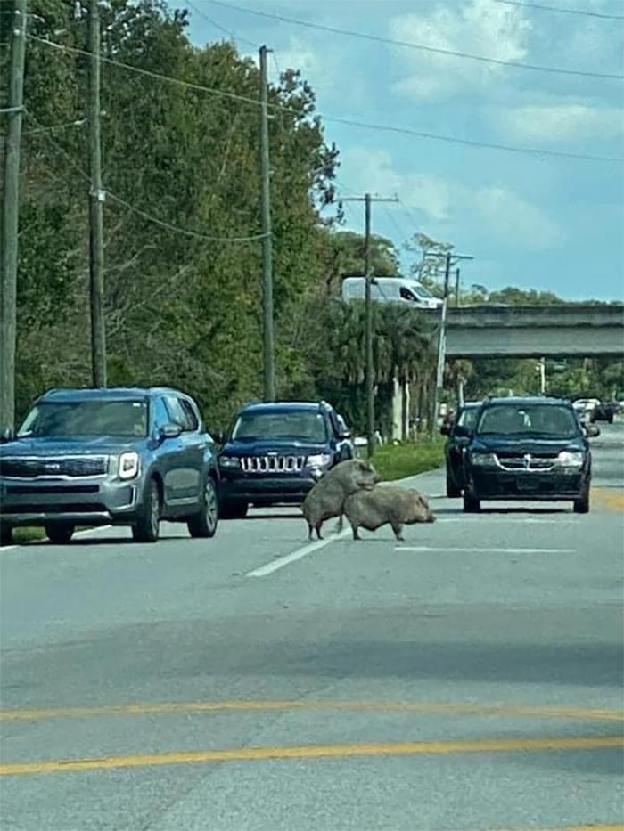 This Facebook Group Is Dedicated To Crappy Wildlife Photos That Are So Bad They&#8217;re Good (50 New Pics)