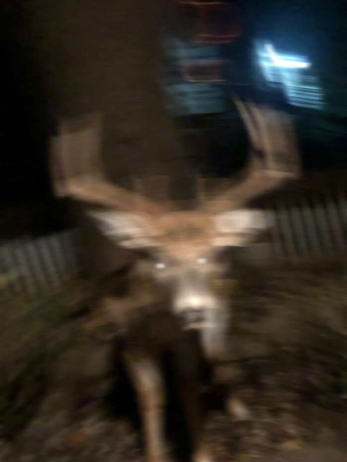 This Facebook Group Is Dedicated To Crappy Wildlife Photos That Are So Bad They&#8217;re Good (50 New Pics)