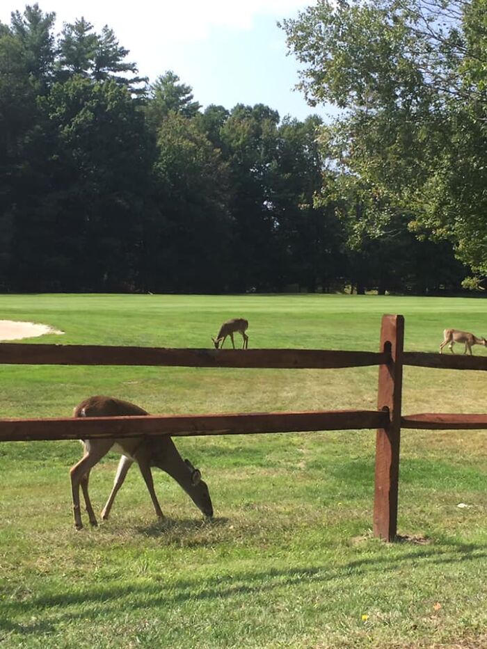 This Facebook Group Is Dedicated To Crappy Wildlife Photos That Are So Bad They&#8217;re Good (50 New Pics)
