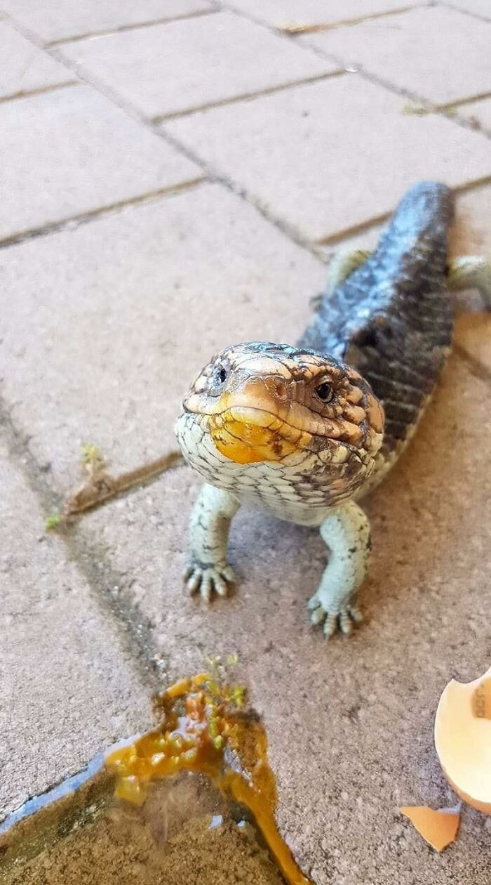 This Facebook Group Is Dedicated To Crappy Wildlife Photos That Are So Bad They&#8217;re Good (50 New Pics)