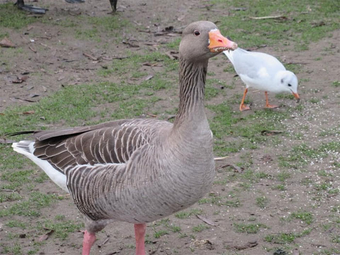 This Facebook Group Is Dedicated To Crappy Wildlife Photos That Are So Bad They&#8217;re Good (50 New Pics)