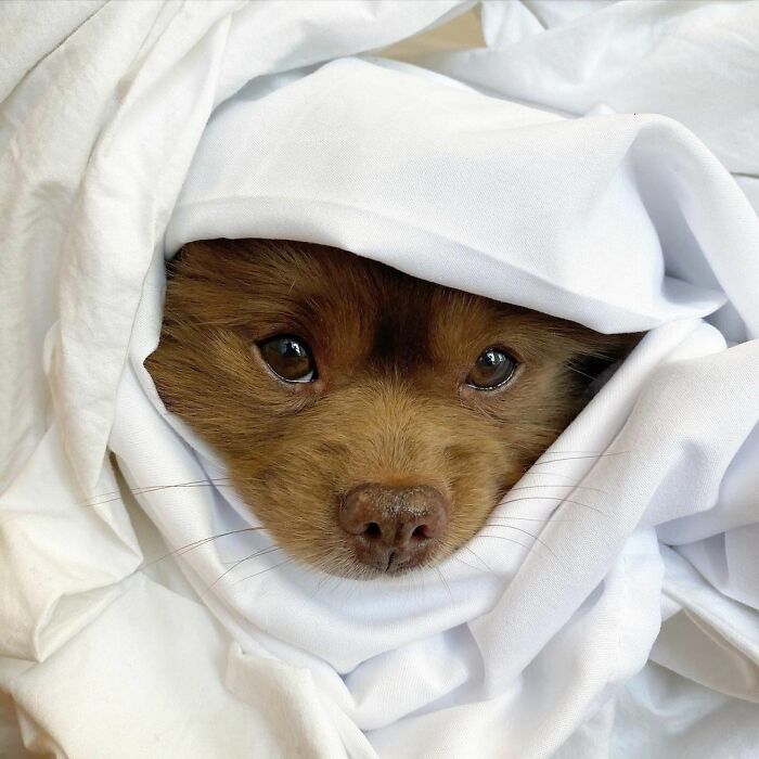 Puppy That Looks Like A Bear Cub Was Abandoned For Being “Too Big To Sell,” Finds A Loving Home Puppy That Looks Like A Bear Cub Was Abandoned For Being “Too Big To Sell,” Finds A Loving Home