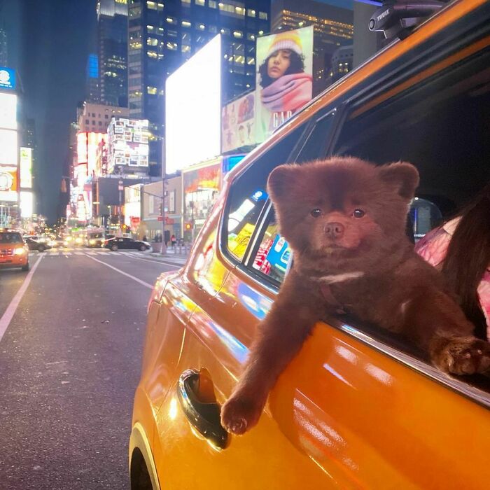 Puppy That Looks Like A Bear Cub Was Abandoned For Being “Too Big To Sell,” Finds A Loving Home Puppy That Looks Like A Bear Cub Was Abandoned For Being “Too Big To Sell,” Finds A Loving Home