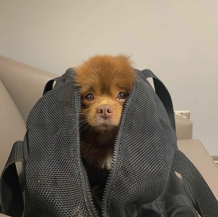 Puppy That Looks Like A Bear Cub Was Abandoned For Being “Too Big To Sell,” Finds A Loving Home