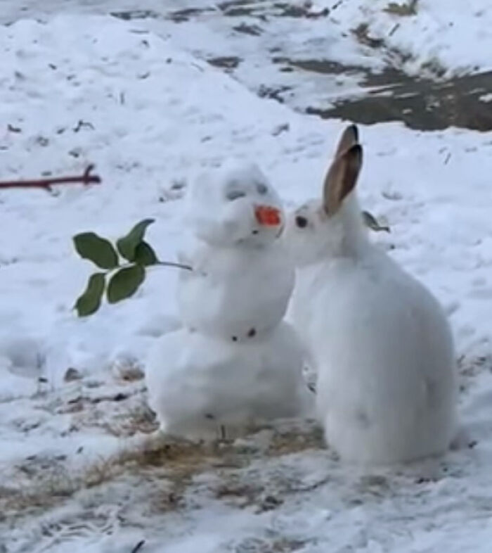 Over 64K People On YouTube Can’t Get Enough Of This Video Capturing A Bunny Chomping A Snowman’s Carrot Nose Over 64K People On YouTube Can’t Get Enough Of This Video Capturing A Bunny Chomping A Snowman’s Carrot Nose