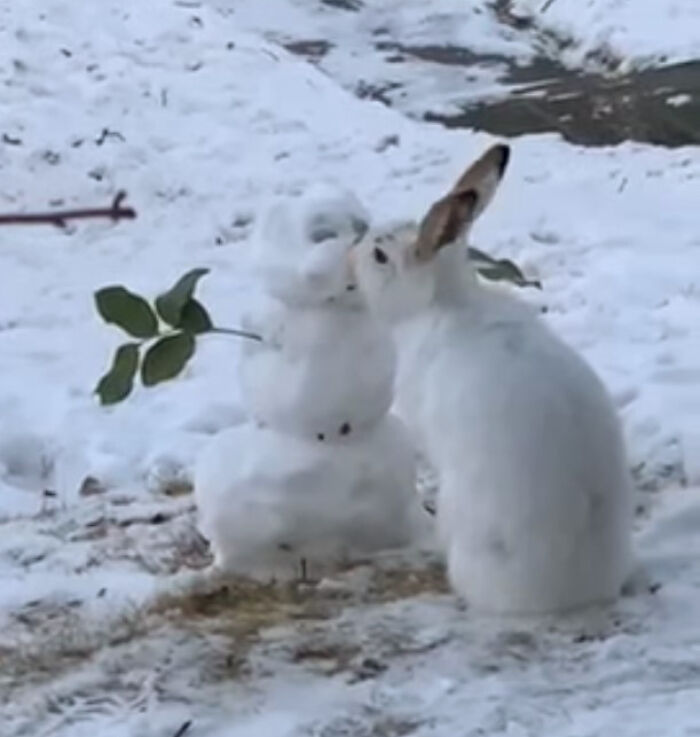 Over 64K People On YouTube Can’t Get Enough Of This Video Capturing A Bunny Chomping A Snowman’s Carrot Nose Over 64K People On YouTube Can’t Get Enough Of This Video Capturing A Bunny Chomping A Snowman’s Carrot Nose