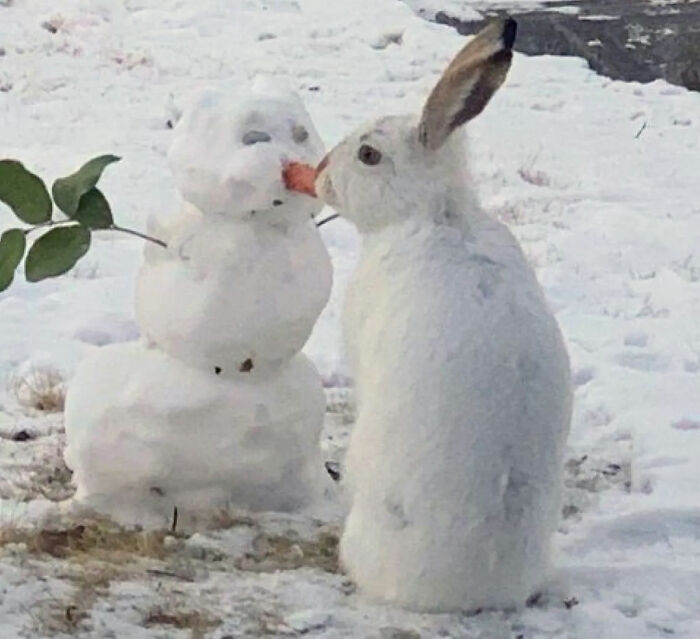 Over 64K People On YouTube Can’t Get Enough Of This Video Capturing A Bunny Chomping A Snowman’s Carrot Nose Over 64K People On YouTube Can’t Get Enough Of This Video Capturing A Bunny Chomping A Snowman’s Carrot Nose