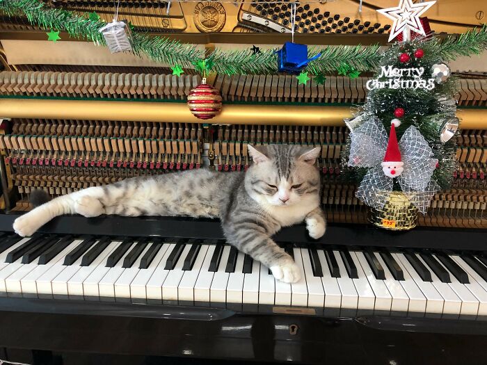 People Are Loving This Video Of A Cat Getting A “Piano Hammer Massage” While His Owner Plays Christmas Songs People Are Loving This Video Of A Cat Getting A “Piano Hammer Massage” While His Owner Plays Christmas Songs