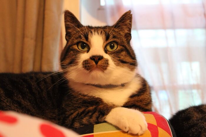 Hey Pandas, Post The Best Meme Or Funny Image That Sums Up Your Pet Perfectly (Closed) Hey Pandas, Post The Best Meme Or Funny Image That Sums Up Your Pet Perfectly (Closed)