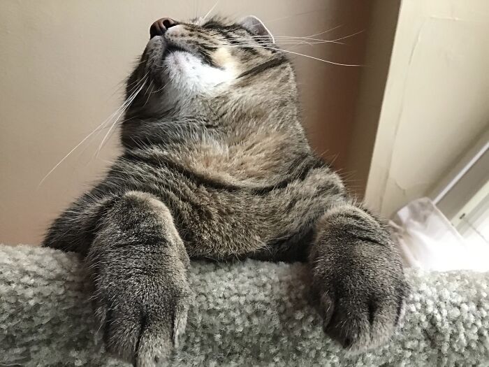 Hey Pandas, Post The Best Meme Or Funny Image That Sums Up Your Pet Perfectly (Closed) Hey Pandas, Post The Best Meme Or Funny Image That Sums Up Your Pet Perfectly (Closed)