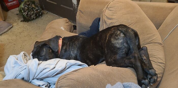 Hey Pandas, Post The Best Meme Or Funny Image That Sums Up Your Pet Perfectly (Closed) Hey Pandas, Post The Best Meme Or Funny Image That Sums Up Your Pet Perfectly (Closed)