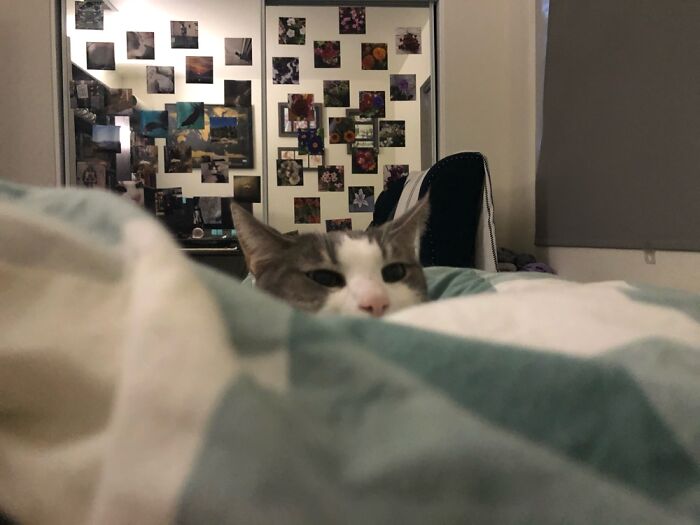 Hey Pandas, Post The Best Meme Or Funny Image That Sums Up Your Pet Perfectly (Closed) Hey Pandas, Post The Best Meme Or Funny Image That Sums Up Your Pet Perfectly (Closed)