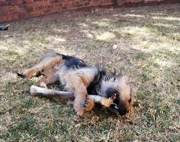 Hey Pandas, Post The Best Meme Or Funny Image That Sums Up Your Pet Perfectly (Closed) Hey Pandas, Post The Best Meme Or Funny Image That Sums Up Your Pet Perfectly (Closed)