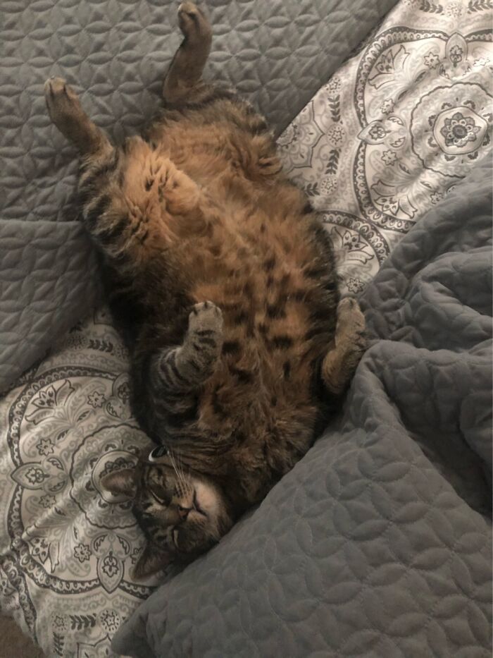 Hey Pandas, Post The Best Meme Or Funny Image That Sums Up Your Pet Perfectly (Closed) Hey Pandas, Post The Best Meme Or Funny Image That Sums Up Your Pet Perfectly (Closed)