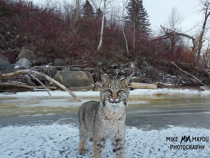 “I was about to leave, but I spotted something crossing the ice”: Photographer’s Drone Captures 3 Adorably Comfy Wild Bobcats Chilling “I was about to leave, but I spotted something crossing the ice”: Photographer’s Drone Captures 3 Adorably Comfy Wild Bobcats Chilling